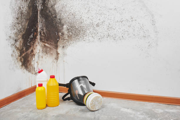 Best Insurance-Related Mold Remediation in Derby, CT