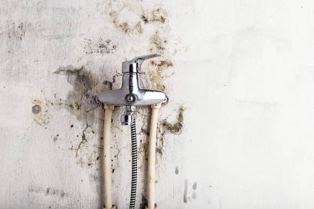 Best Residential Mold Remediation in Derby, CT