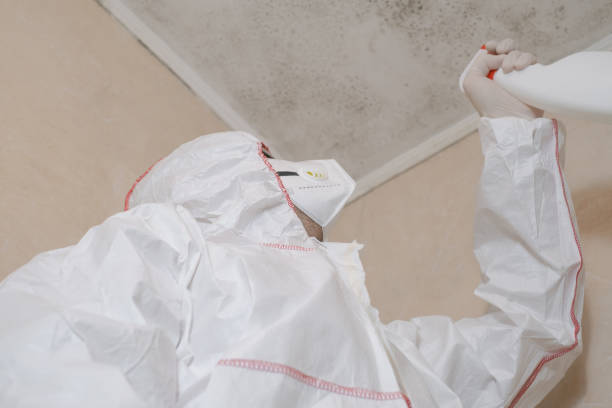 Best White Mold Remediation in Derby, CT