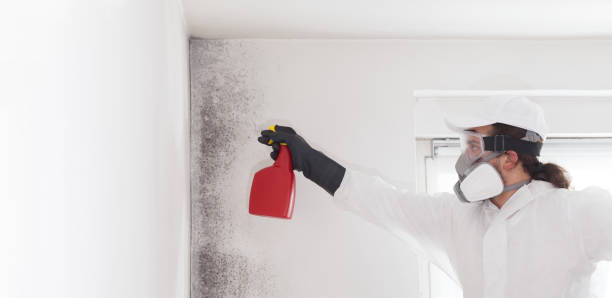 Trusted Derby, CT Mold Remediation Experts