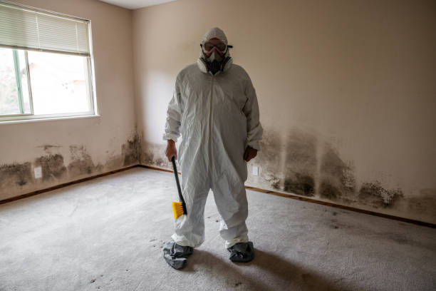 Trusted Derby, CT Mold Remediation Experts
