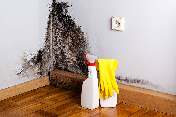 Best Residential Mold Remediation in Derby, CT