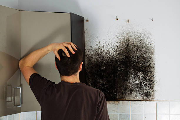 Best Basement Mold Remediation in Derby, CT